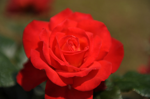 110518 hana 3 DSC_8268.jpg